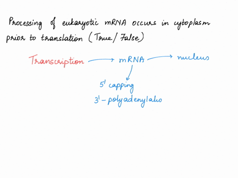 processing-of-eukaryotic-mrna-occurs-in-the-cytoplasm-prior-to-translation-true-false-44066