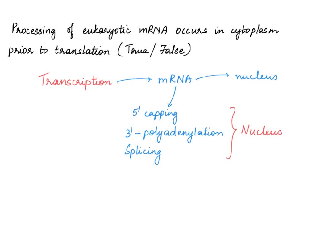 SOLVEDTRUE or FALSE mRNA modifications occur while the mRNA is