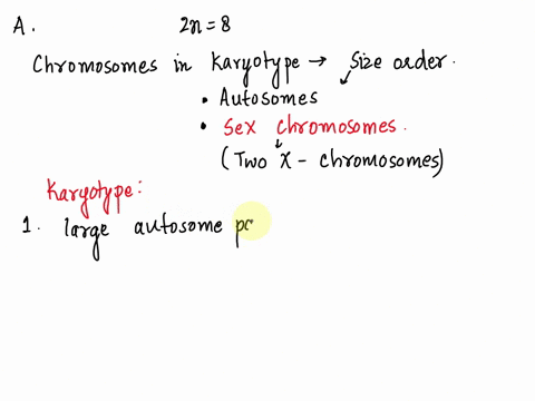 a-fruit-flies-drosophila-melanogaster-have-simple-genomes-where-2n-8-they-have-two-pairs-of-larger-autosomes-one-slightly-smaller-than-the-other-then-you-see-one-pair-of-small-autosomes-and-78637