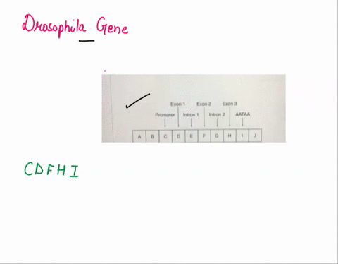 shown-below-is-the-structure-of-a-drosophila-gene-divided-into-10-segments-designated-a-j-the-gene-contains-three-exons-two-introns-a-promoter-and-a-site-in-for-polya-addition_-exon-exon-2-e-33603