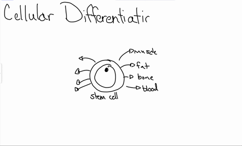 4-adifferentiate-between-the-terms-cell-specialisation-and-cell-differentiation-b-identify-the-types-of-cells-that-specialised-cells-originate-from-in-animals-cdescribe-the-process-that-occurs-to-pr-2