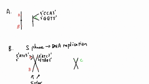 activity-the-below-left-box-contains-model-of-the-chromosomes-within-cell-in-the-g1-phase-of-the-cell-cycle-dark-rectangles-indicate-the-locations-of-genes-labeled-a-band-to-the-left-of-each-04954