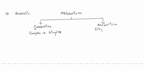 which-of-the-following-is-an-example-of-an-anabolic-process-choose-all-that-apply-digestion-of-complex-carbohydrates-into-glucose-breaking-down-of-fats-into-fatty-acids-and-glycerol-synthesi-78544
