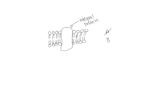 integral-membrane-proteins-a-are-not-described-in-the-fluid-mosaic-model-of-the-membrane-b-can-flip-from-one-side-of-the-membrane-to-the-other-c-are-attached-to-the-exterior-surface-of-the-m-96755
