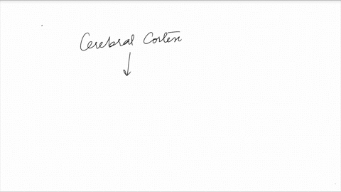 c3-151-divisions-of-the-autonomic-nervous-system-customized-which-of-the-given-systems-is-controlled-by-the-cerebral-cortex-both-the-sympathetic-system-and-the-parasympathetic-system-parasym-53207