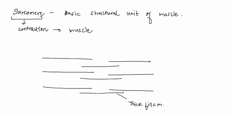 please-assist-with-answering-i-want-to-check-my-answers-muscle-tissue-review-1what-is-a-sarcomere-2what-is-the-function-of-t-tubules-3what-is-stored-in-the-sarcoplasmic-reticulum-4-what-is-t-12716