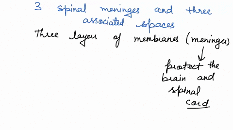 1-list-the-3-spinal-meninges-and-three-associated-spaces-next-to-each-describe-its-structure-2-for-each-of-the-following-structures-indicate-which-part-of-which-type-of-neuron-is-found-in-th-12832