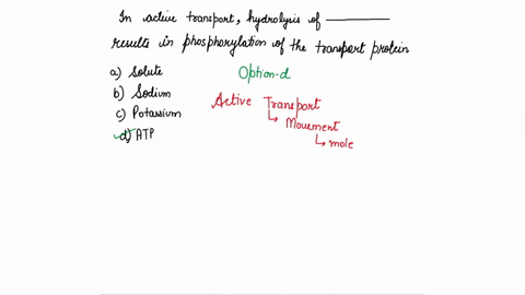 in-active-transport-hydrolysis-of-protein-results-in-the-phosphorylation-of-the-transpons-select-one-the-solute-b-sodium-potassium-atp-59745