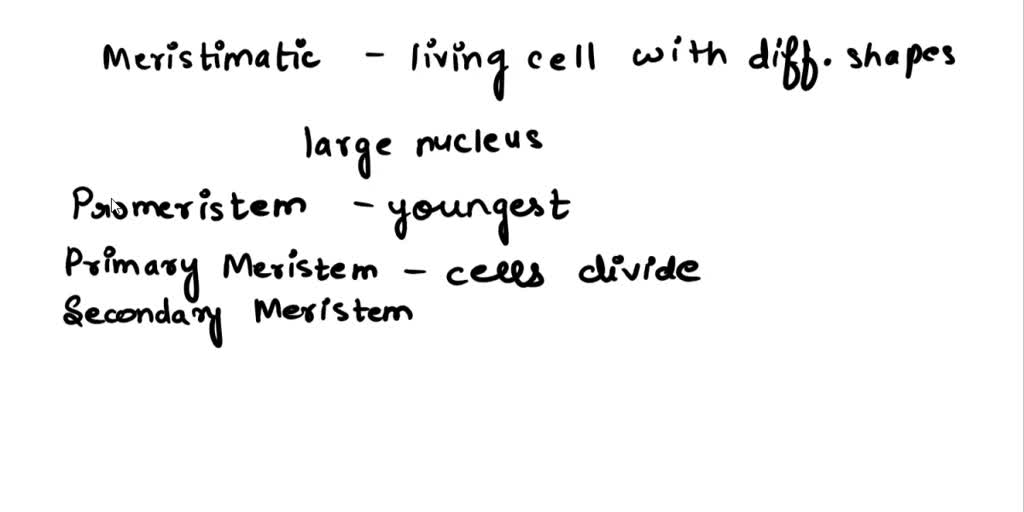 solved-what-are-the-types-of-meristematic-tissue-write-their-function