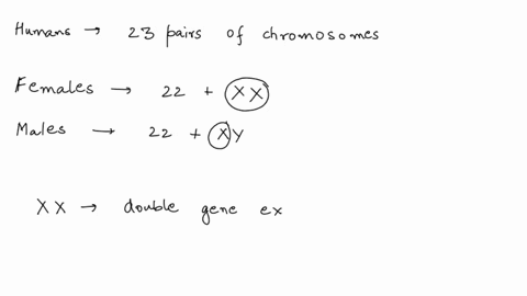 how-is-the-effective-dosage-of-x-linked-gene-products-balanced-in-placental-mammals-between-females-that-carry-two-x-chromosomes-and-males-that-carry-only-a-single-x-chromosome-genes-on-the-12788