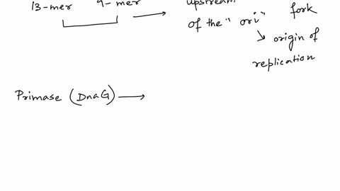 which-of-the-following-occurs-during-dna-replication-in-e-coli-a-helicase-unwinds-dsdna-downstream-of-the-replication-fork-b-primase-dnag-binds-to-a-gc-rich-region-of-dsdna-in-oric-c-dna-pol-47082
