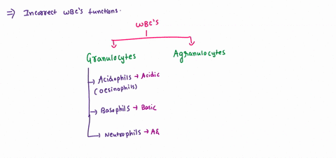 7_-which-of-the-following-pairs-is-mismatched-1-basophils-granules-2_-neutrophils-phagocytosis-3-b-cells-bone-marrow-4_-macrophage-histamine-production-11381