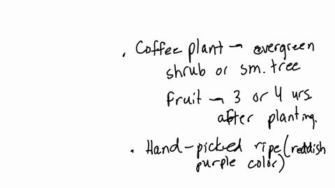 offee-and-its-processing-the-coffee-plant-an-evergreen-shrub-or-small-tree-of-african-origin-begins-to-produce-fruit-3-or-4-years-after-being-planted-the-fruit-is-hand-gathered-when-it-is-fu-29265