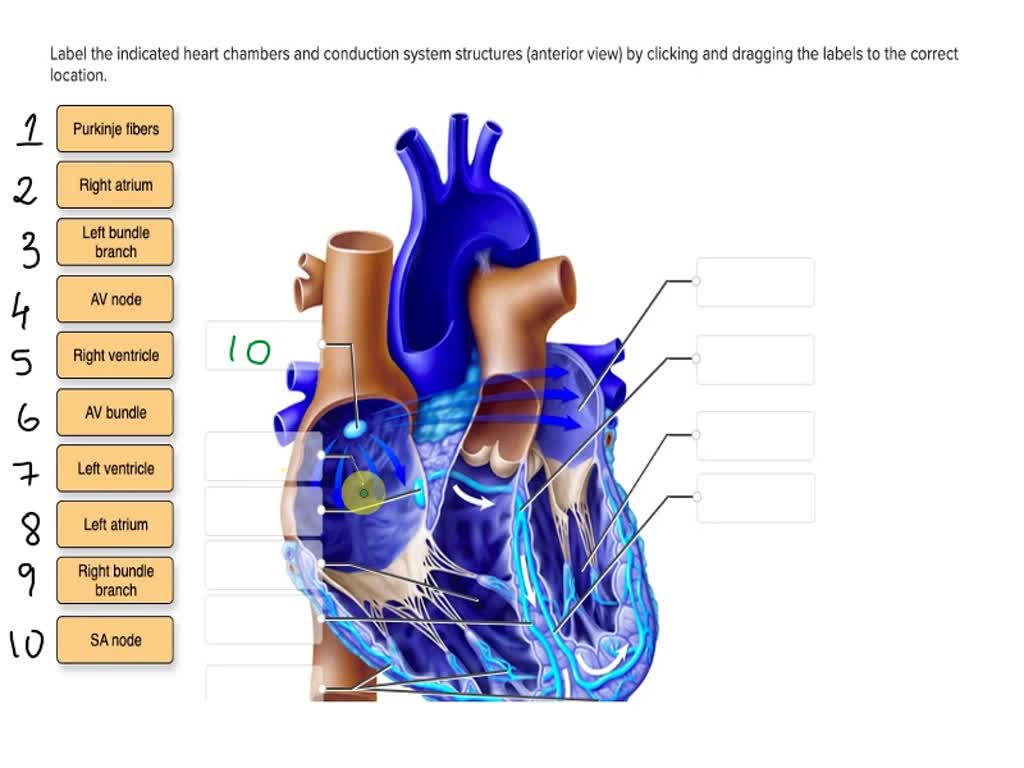 SOLVED: Label the indicated heart chambers and conduction system ...