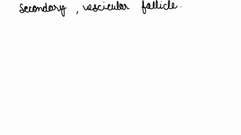 question-8-2-pts-the-two-structures-shown-in-this-picture-are-a-secondary-follicle-on-left-and-vesicular-follicle-on-right-each-of-these-follicles-contains-round-structure-surrounded-by-blue-23693