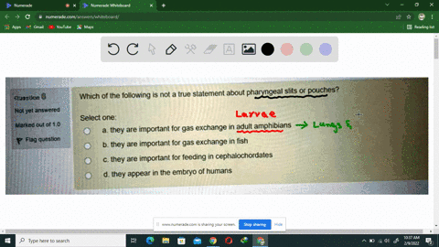 which-of-the-following-not-true-statement-about-pharyngeal-slits-or-pouches-atelon-nolyet-answerd-select-one-they-are-important-for-gas-exchange-in-adult-amphibians-they-are-important-for-ga-86407