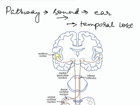 describe-the-pathway-of-hearing-information-from-the-ear-to-the-temporal-lobe-54417