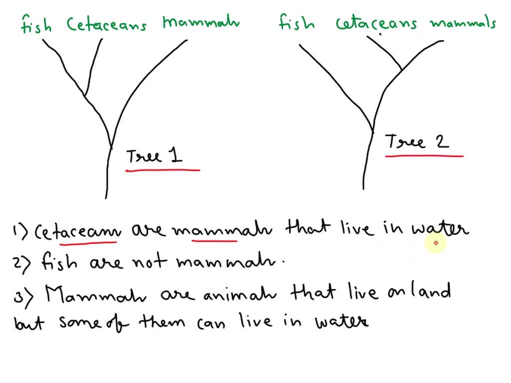 SOLVED: Explain which tree diagram best shows the relationship between