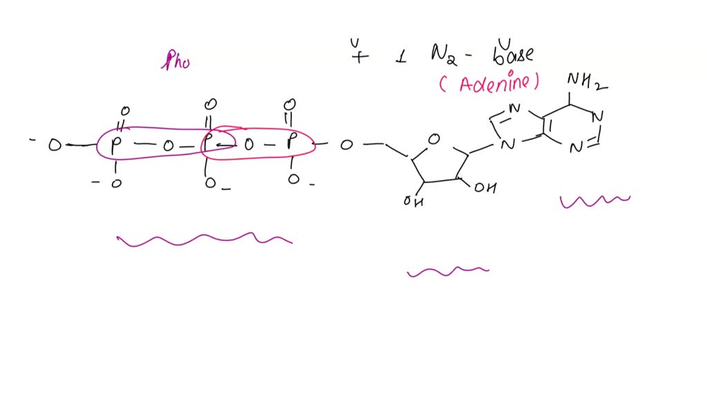 Adenosine Ado Purine Nucleoside Molecule. Important Component of ATP, ADP,  CAMP and RNA. Also Used As Drug. Skeletal Formula. Stock Illustration -  Illustration of used, dipyridamole: 188470870