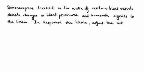 what-mechanism-is-most-important-for-short-termregulation-of-blood-pressure-under-resting-conditions-80333