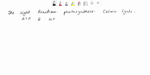 44-the-light-reactions-of-photosynthesis-supply-the-calvin-cycle-of-light-energy-co2-and-atp-h2o-and-nadph-atp-and-nadph-45-which-of-the-following-sequences-correctly-represents-the-electron-22715