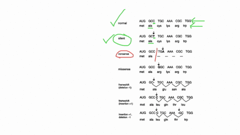 which-of-the-following-mutations-would-potentially-have-the-least-effect-on-a-gene