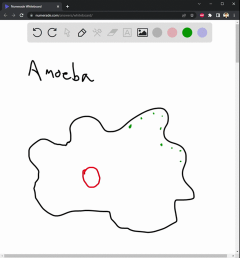 sketch-slides-of-amoeba-paramecium-and-euglena-including-many-structures-2-possibleand-identify-them-as-either-heterotrophlc-or-autotrophic-amoeba-paramecium-euglena-62902