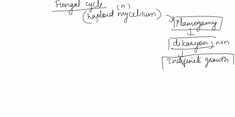 for-the-general-fungal-iife-cycle-belova-fill-in-the-rectangles-with-the-appropriate-ddees-mitosis-meiosis-plasmogamy-and-karyogamy-terms-be-used-more-than-oncel-fill-in-the-ovals-with-the-a-98225
