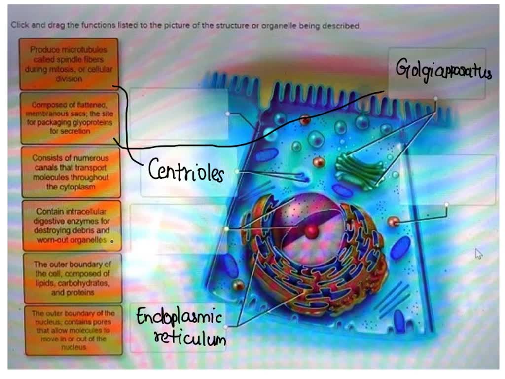 Click and drag the functions listed to the picture of the structure or