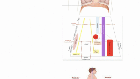 is-the-thymus-anterior-to-the-lungs-be-sure-to-use-appropriate-anatomical-terminology