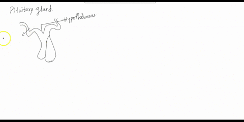 draw-a-labelled-diagram-of-the-pituitary-gland-and-describe-the-hormones-secreted-by-neurohypophysis-65368