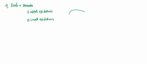 which-has-more-stomata-the-upper-or-lower-epidermis-why-55042