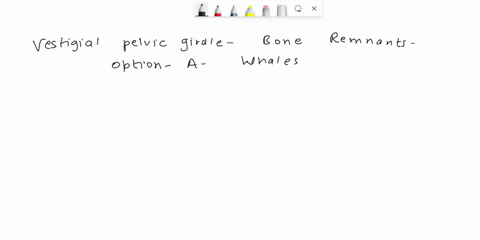 vestigial-pelvic-girdle-and-bone-remnants-of-hind-limbs-are-characteristic-of-a-whale-b-dolphin-c-shark-d-seal-22167