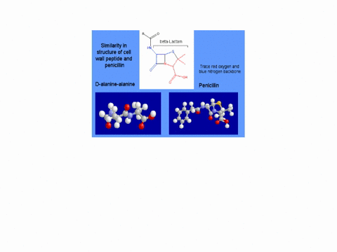 penicillin-inhibits-cell-wall-formation-in-bacteria-by-blocking-the-active-site-of-the-transpeptidase-enzyme-although-does-not-permanently-modlfy-the-enzyme-penicillin-is-therefore-a-reversi-33279