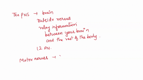 labontony-hand-out-developed-by-salwa-al-noori-phd-revised-4-73-2018-74-station-4-nervous-nervous-system-division-system-sample-slides-mammal-peripheral-nerve-functionls-observations-au-s-9-11066