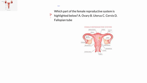 which-part-of-the-female-reproductive-system-is-highlighted-below-a-ovary-b-uterus-c-cervix-d-fallopian-tube-32013