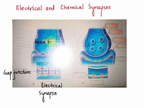 please-help-art-labeling-activity-the-structures-of-electrical-and-chemical-synapses-rese-gap-junctron-electrical-synapse-presynaptic-neuron-synaptic-cen-axon-terminal-postsynaptic-neuron-sy-86157