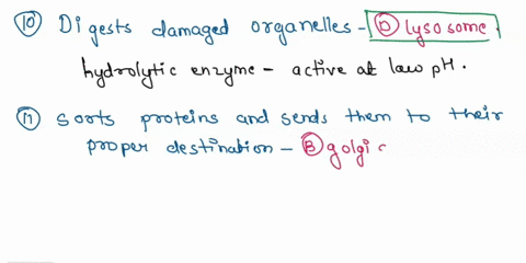 for-the-following-questions-select-the-organelle-that-is-the-most-appropriate-match-for-each-description-letters-may-be-used-once-more-than-once-or-not-at-all-n-mitochondrion-b-golgi-apparat-15348