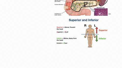 is-the-pancreas-located-superior-to-the-spleen-use-the-appropriate-anatomical-terminology