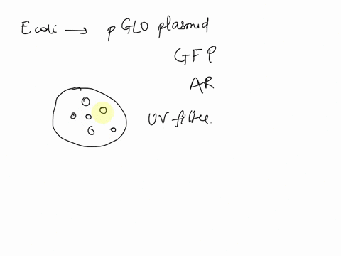 suppose-you-transformed-escherichia-coli-with-the-pglo-plasmid-which-contains-gene-for-the-gfp-protein-and-gene-that-makes-e-coli-ampicillin-resistant-in-your-transformation-plate_-upon-expo-11404