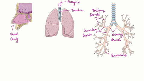 which-of-the-following-statements-about-the-mammalian-respiratory-system-is-false-a-when-we-breathe-95555