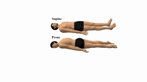 question-31-a-person-in-the-prone-position-lies-on-his-or-her-abdomen-right-side-left-side-back