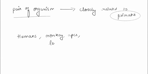 which-pair-of-organisms-is-most-closely-related-to-primates-93083