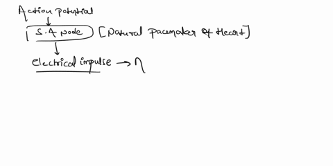 given-these-structures1-av-node2-purkinje-fibers3-atrioventricular-bundle4-bundle-branches5-sa-nodearrange-these-parts-of-the-conduction-system-of-the-heart-in-the-correct-order-as-an-action-63166