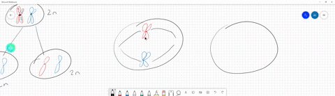 a-cell-in-g1-of-interphase-has-12-chromosomes-2n-12-how-many-chromosomes-and-dna-molecules-will-be-found-per-cell-when-this-original-cell-progresses-to-the-following-stages-prophase-ii-of-me-16384