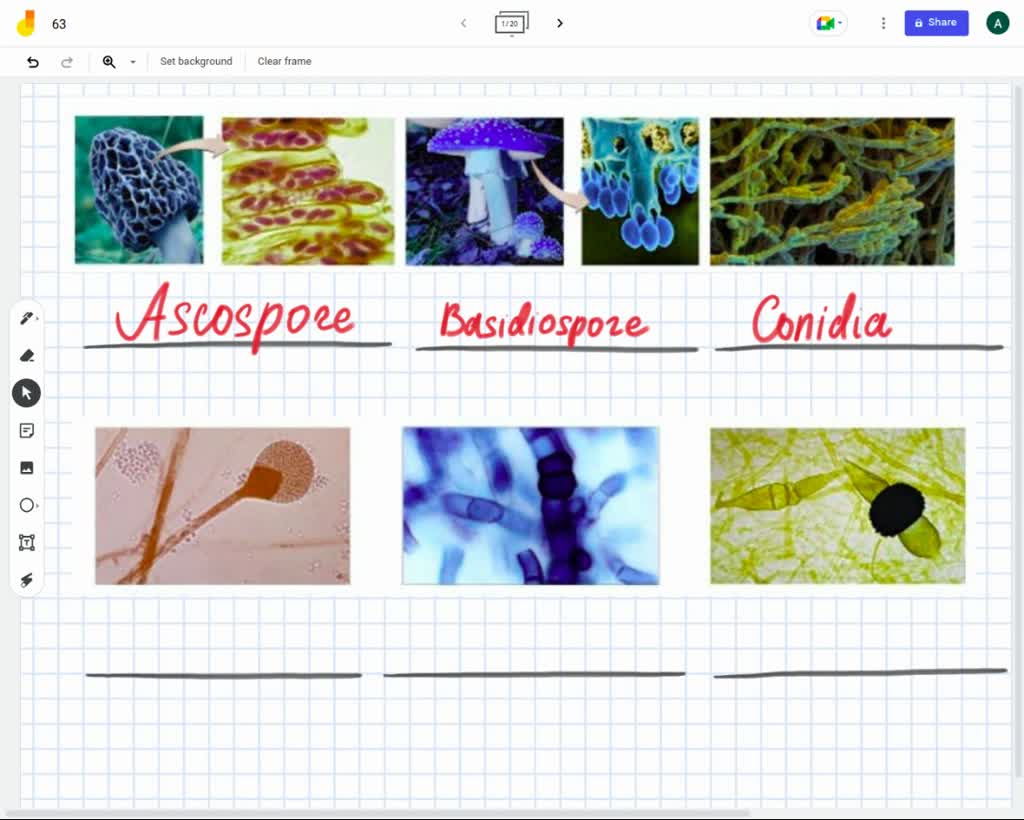 Label the photograph with the type of fungal spore., Drag the appropriate  labels to their respective targets., Chlamydospore, Basidiospore, Conidia,  Ascospore, Sporangiospore, Zygospores, Reset, Help