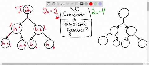 meiosis-creates-gametes_-in-females-only-of-those-gametes-is-an-egg-the-other-are-polar-bodies-if-crossing-over-never-occurs-_-what-is-the-probability-that-9-pts-two-eggs-produced-by-2n-2-fe-00775