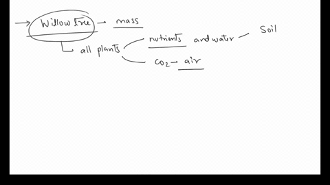 where-dose-mass-of-a-willow-tree-come-from-54956
