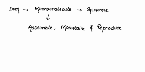 which-macromolecule-has-information-nucleic-acid-protein-lipids-carbohydrates-82254