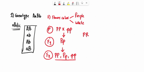 1if-a-persons-genotype-for-gene-a-and-gene-b-is-aabb-what-are-the-possible-allelic-compositions-in-a-gamete-what-alleles-for-gene-a-and-gene-b-can-be-found-in-a-gamete-2-gene-p-specifies-flo-30377